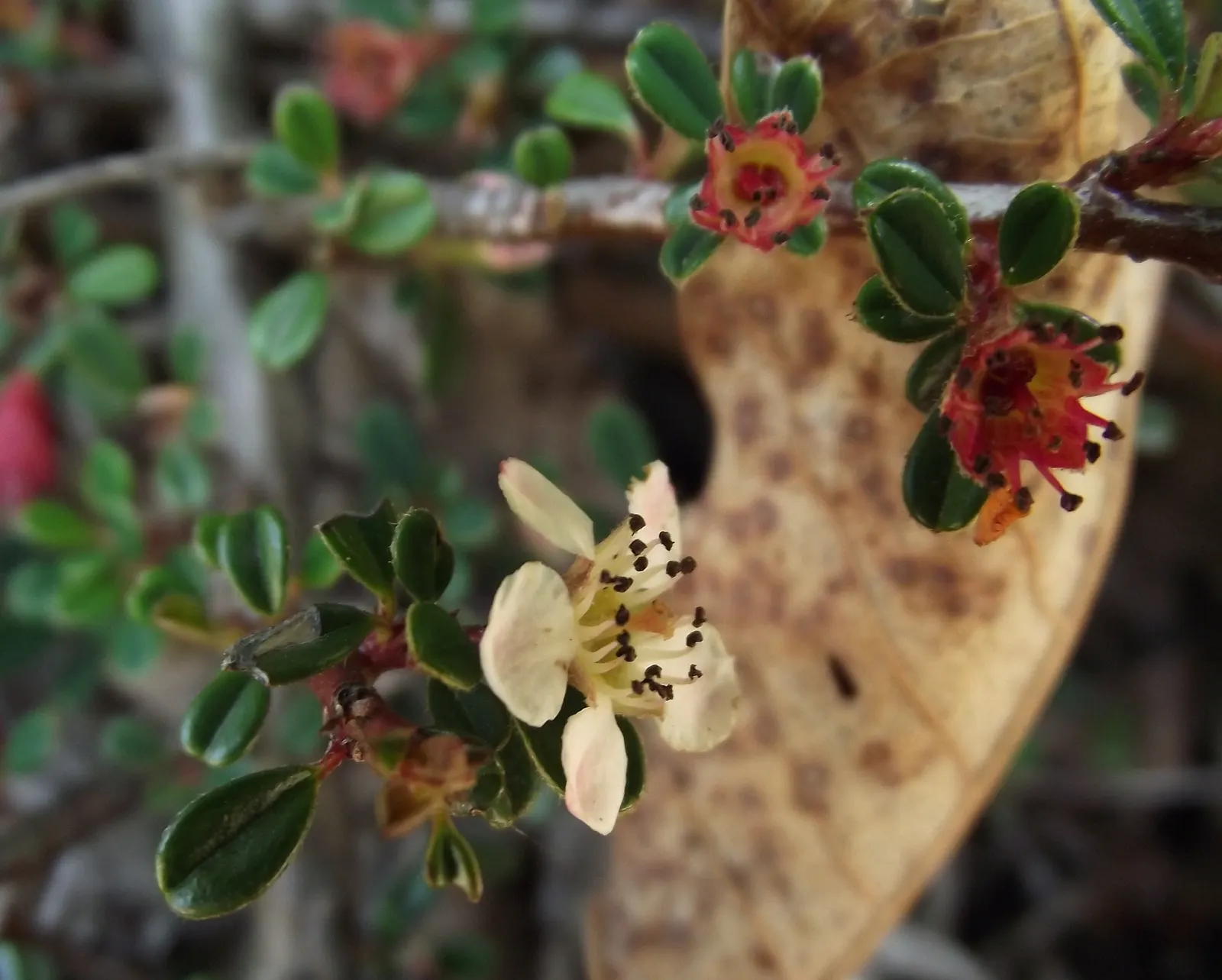 Pyrenees Cotoneaster (Cotoneaster Congestus) — followed by vibrant red berries