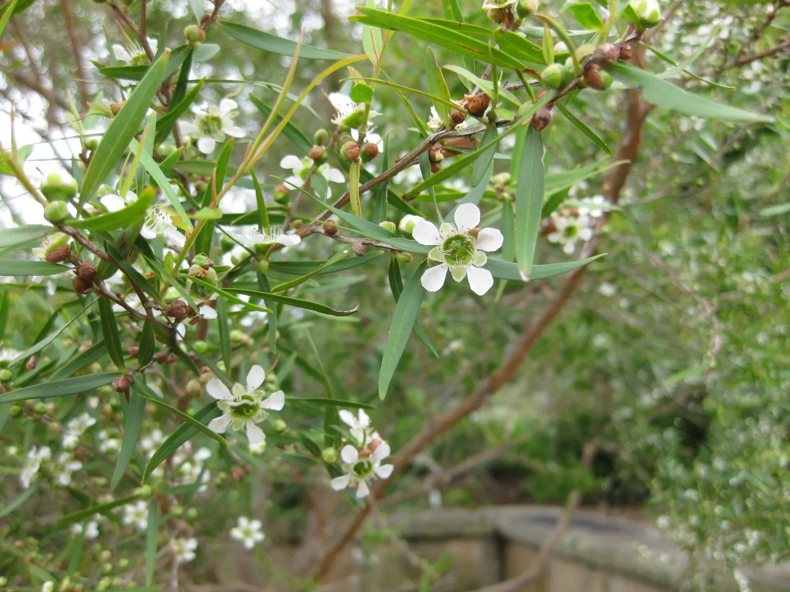 Lemon-Scented Tea Tree (Leptospermum Petersonii) — Prefers full sun to partial shade and well-draining soil