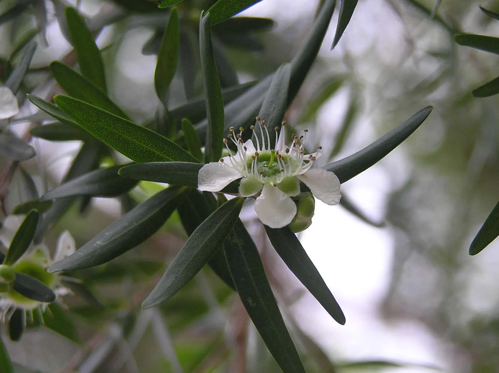Lemon-Scented Tea Tree (Leptospermum Petersonii) — star-shaped flowers that bloom in spring and early summer