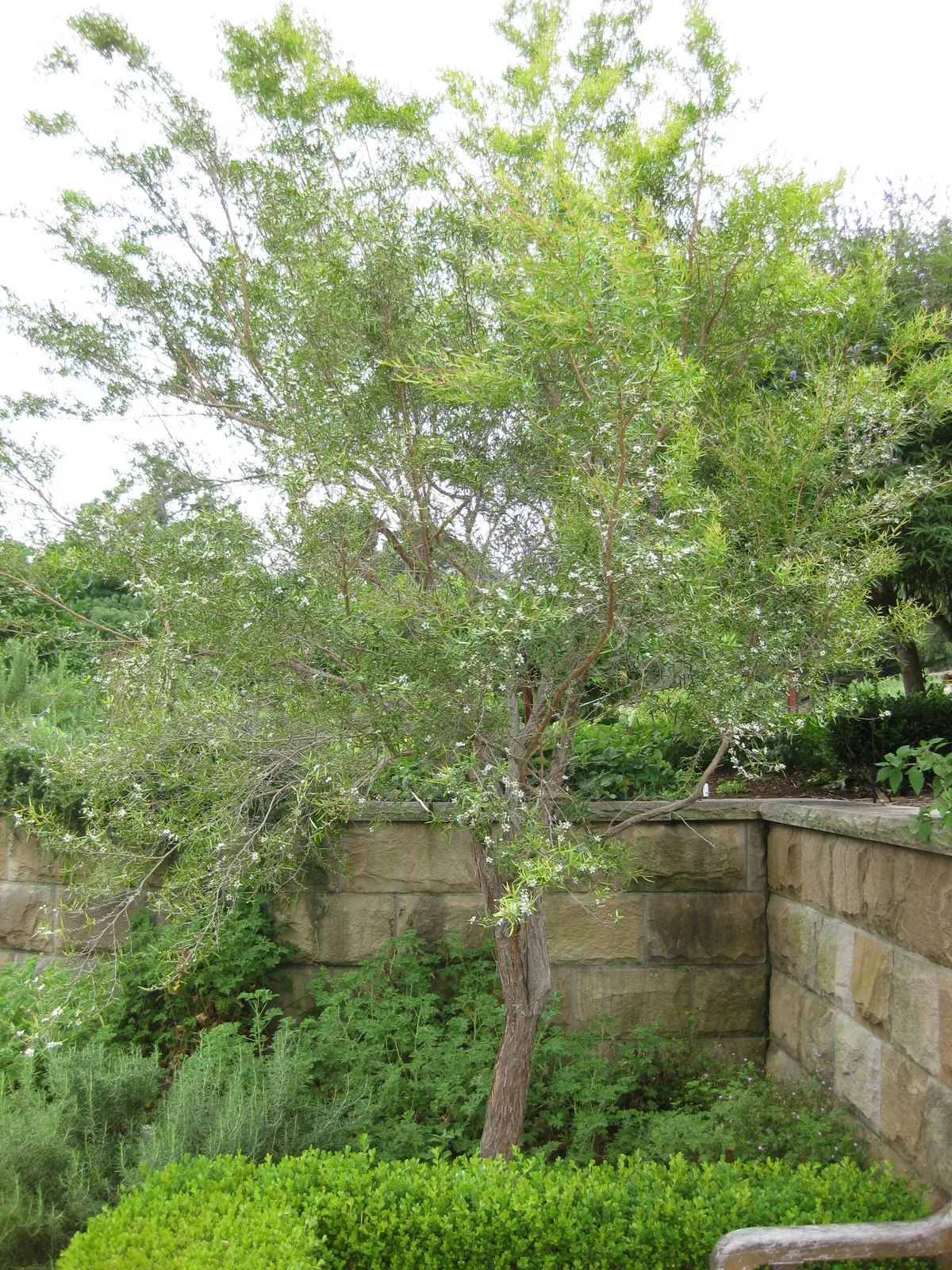Lemon-Scented Tea Tree (Leptospermum Petersonii) — This ornamental features aromatic