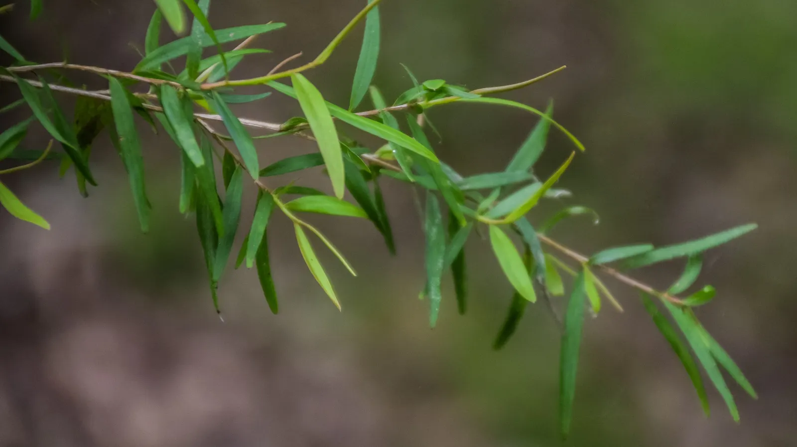 Lemon-Scented Tea Tree (Leptospermum Petersonii) — It grows to about 16-23 feet tall, with a spread of 10-15 feet