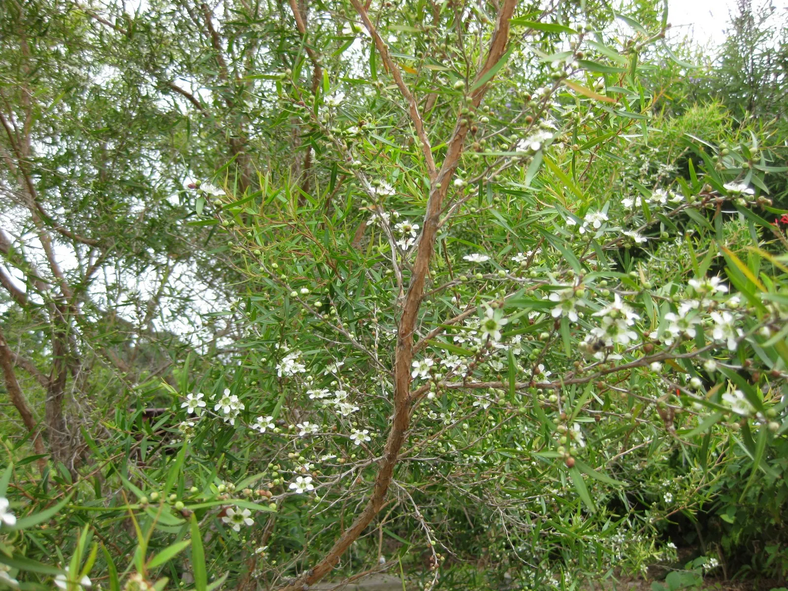 Lemon-Scented Tea Tree (Leptospermum Petersonii) — scientifically named Leptospermum petersonii