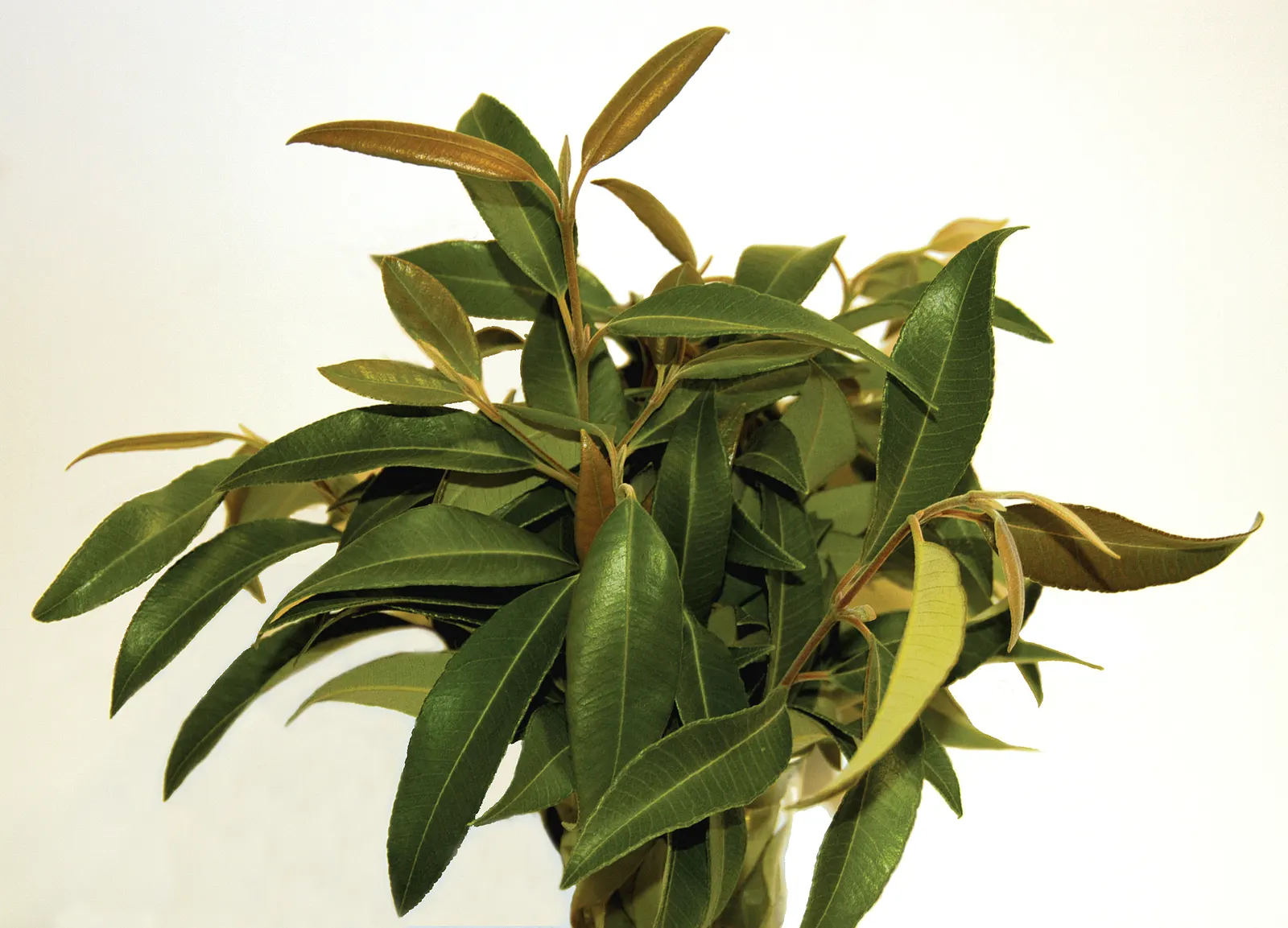 Lemon-Scented Tea Tree (Leptospermum Petersonii) — lemon-scented foliage and white