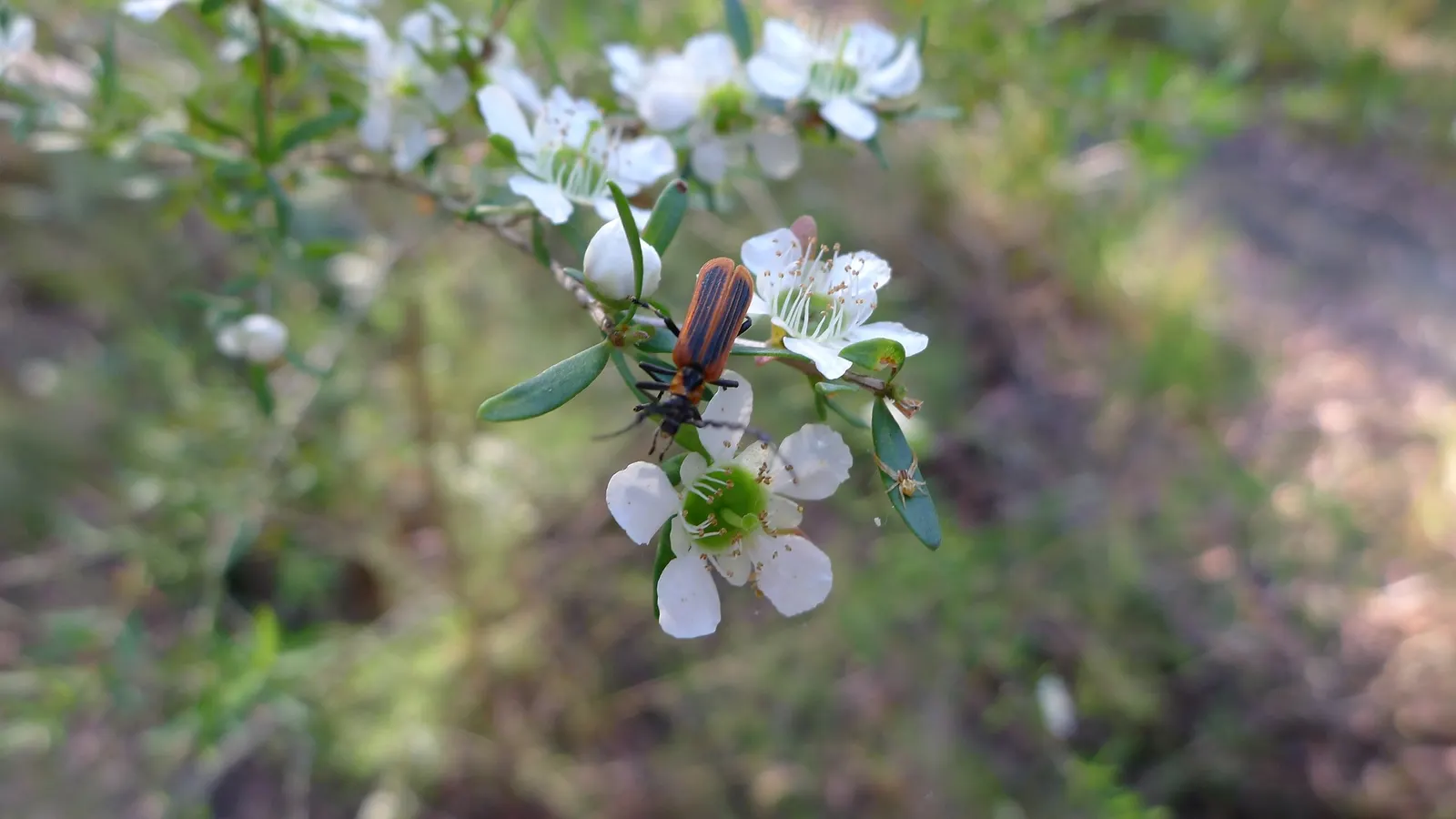 Lemon-Scented Tea Tree (Leptospermum Petersonii) — offering an attractive aesthetic as well as sensory pleasure