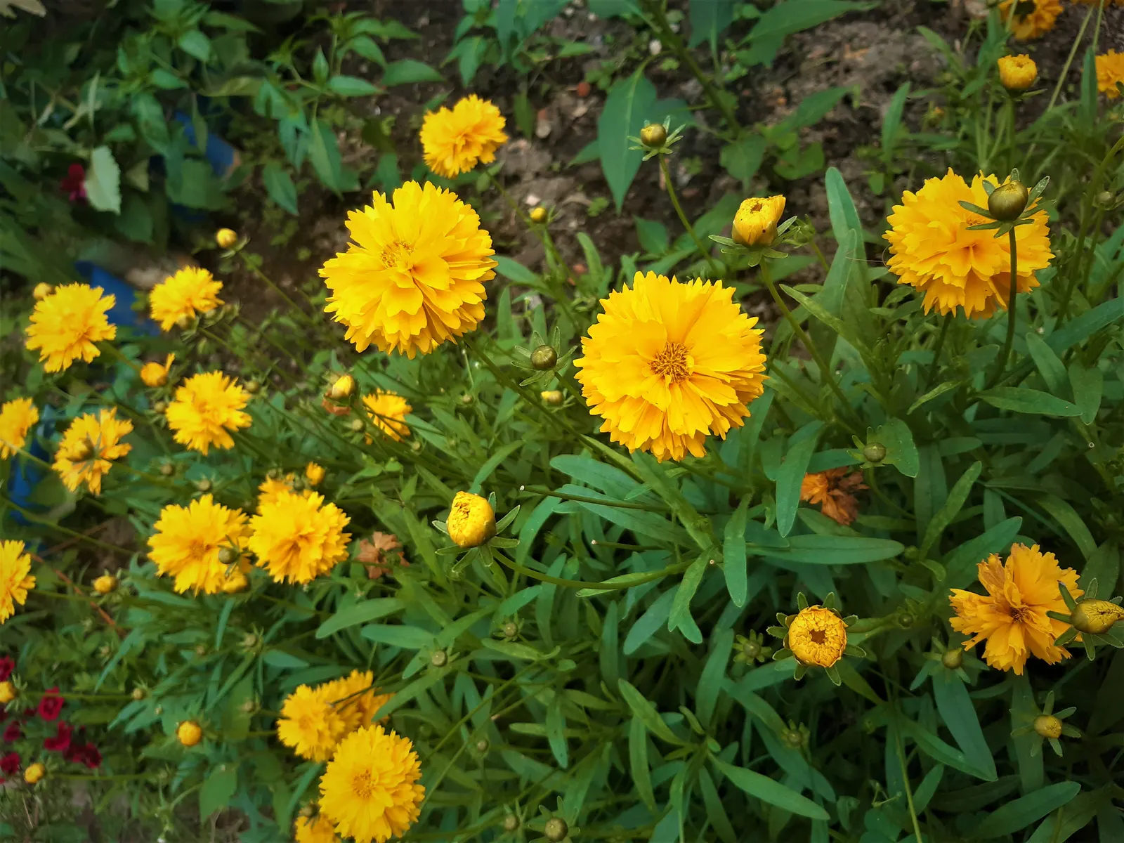 Sunburst Coreopsis (Coreopsis Grandiflora) — The plant typically reaches a modest height of about 18 to 24 inches with a similar spread; spanning up to 3
