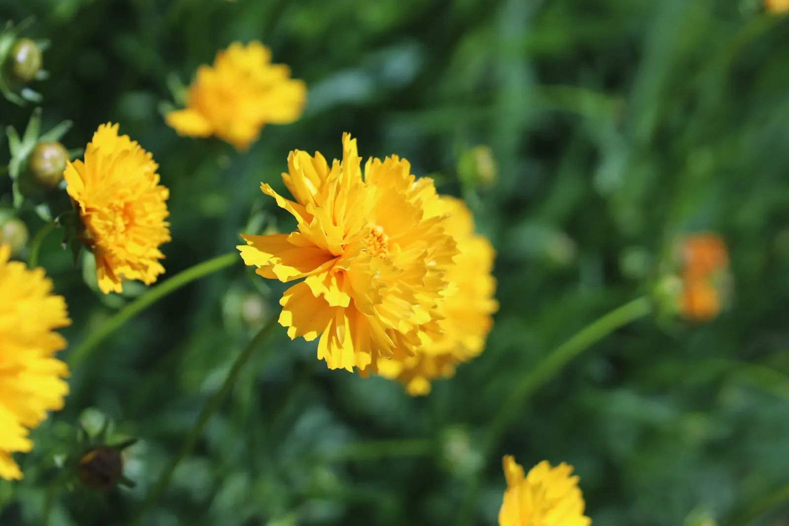 Sunburst Coreopsis (Coreopsis Grandiflora) — which allows for reduced watering maintenance; botanically known as Coreopsis grandiflora