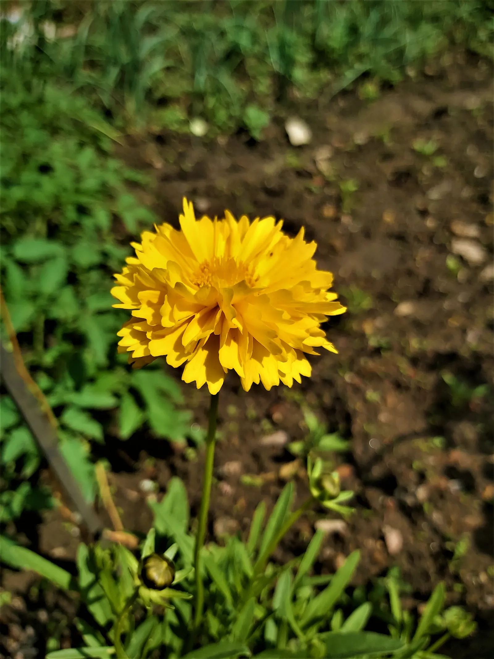Sunburst Coreopsis (Coreopsis Grandiflora) — cutting it back in late summer can rejuvenate the plant and promote a fresh flush of blooms in the fall