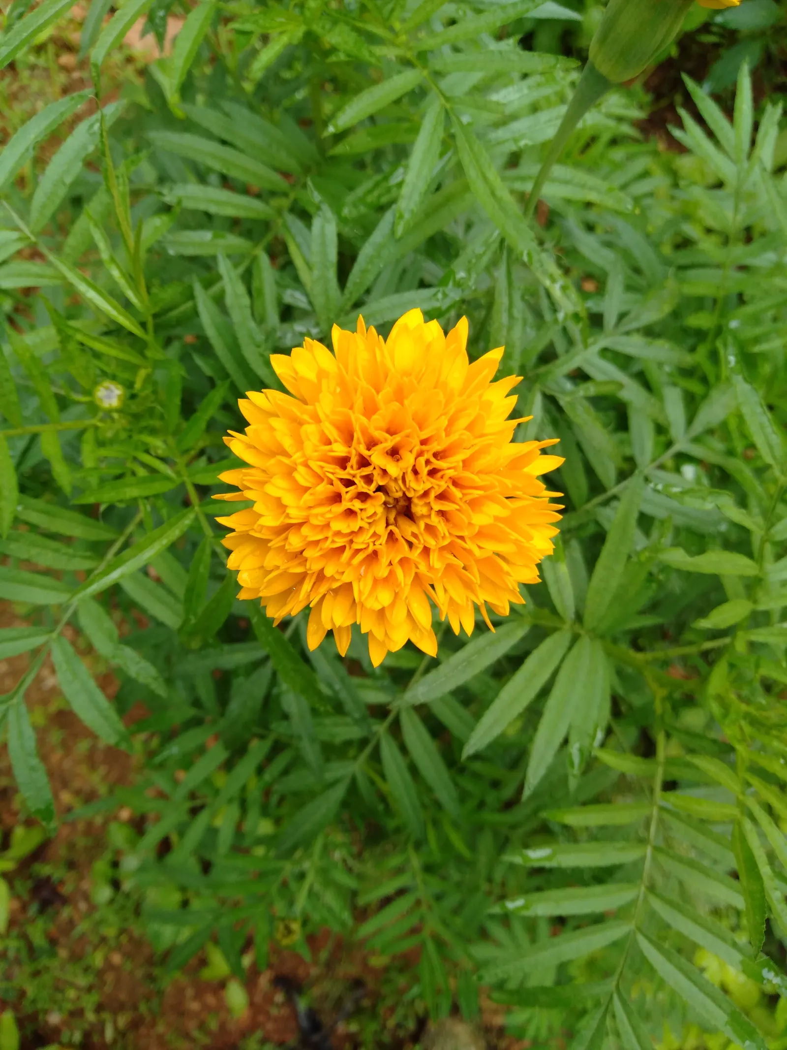 Sunburst Coreopsis (Coreopsis Grandiflora) — the Sunburst Coreopsis blooms profusely from late spring through summer, image 38