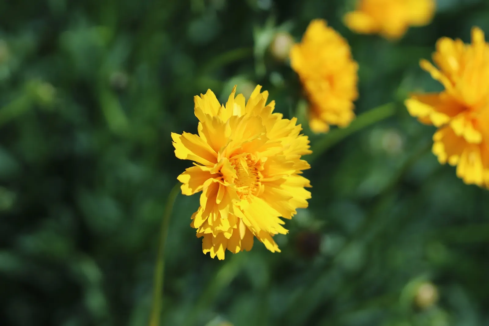 Sunburst Coreopsis (Coreopsis Grandiflora) — adding vibrant color and life to any landscape; as it's known to attract butterflies and bees.<br><br>Providing a