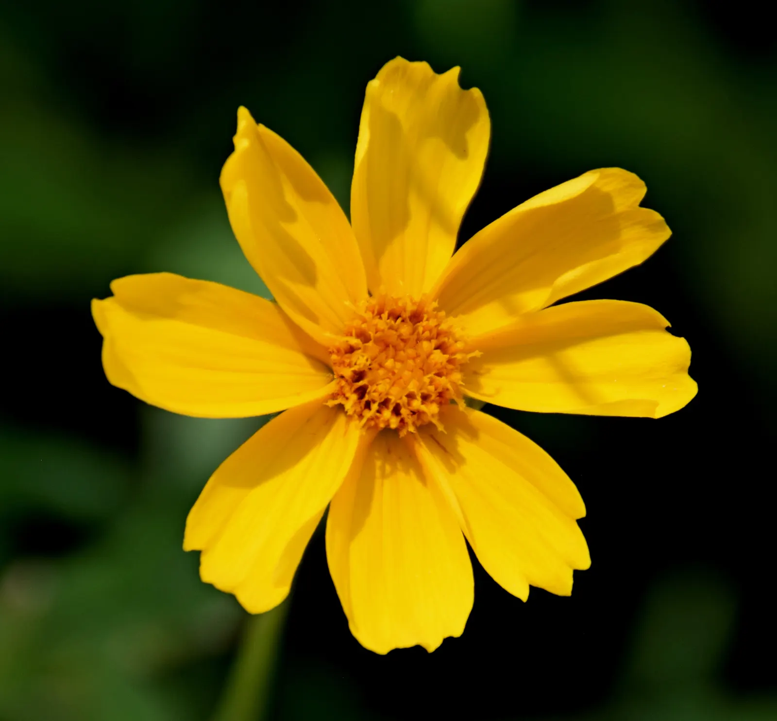 Sunburst Coreopsis (Coreopsis Grandiflora) — ground cover / perennial with gold blooms