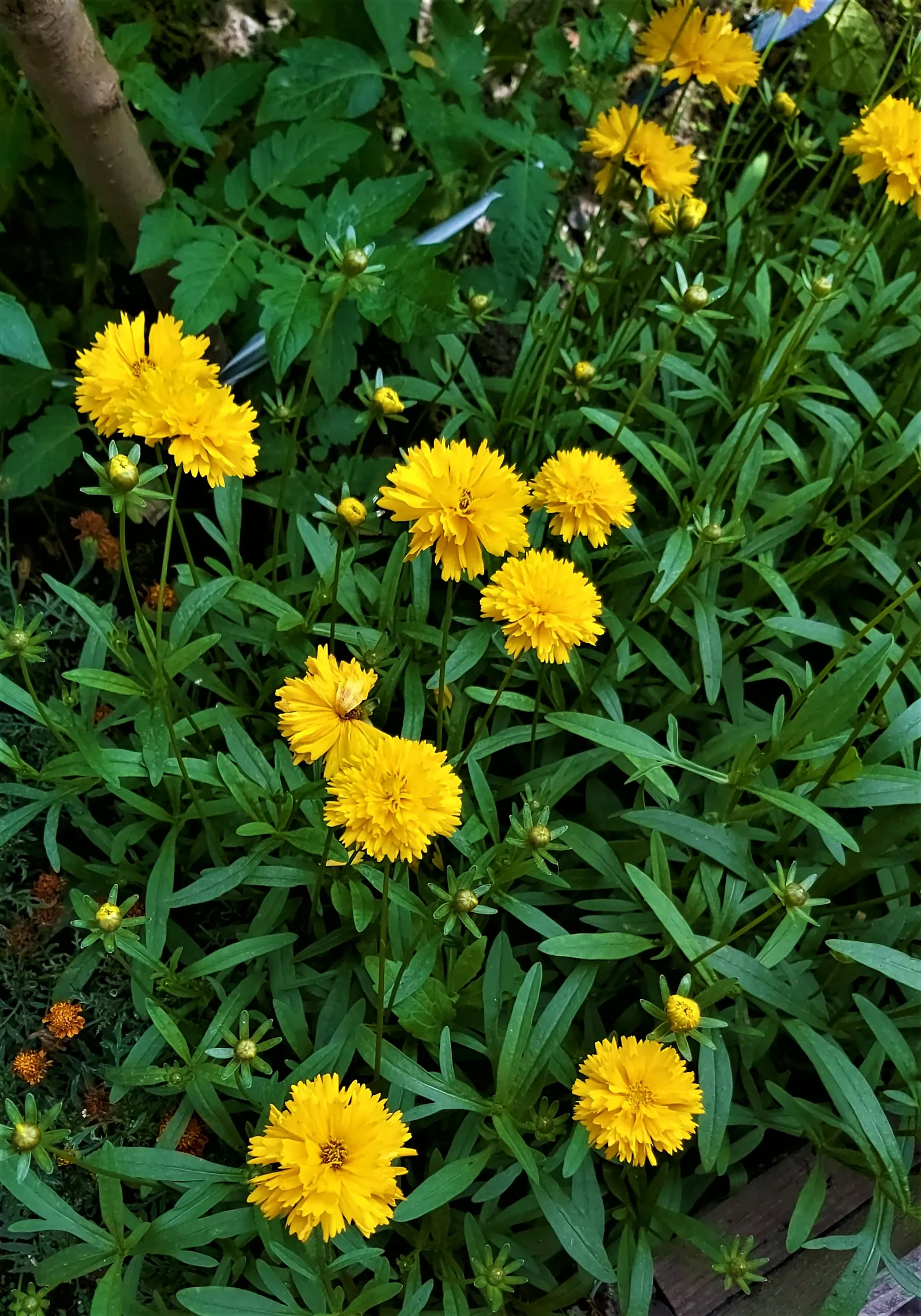 Sunburst Coreopsis (Coreopsis Grandiflora) — adding vibrant color and life to any landscape