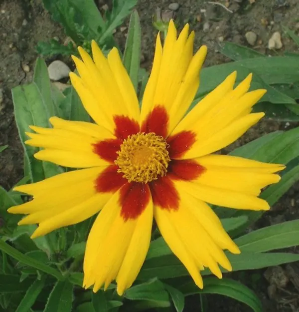 Sunburst Coreopsis (Coreopsis Grandiflora) — This herbaceous perennial thrives in zones 4-9, reaching 18-24 inches in height and spreading 12-18, image 28