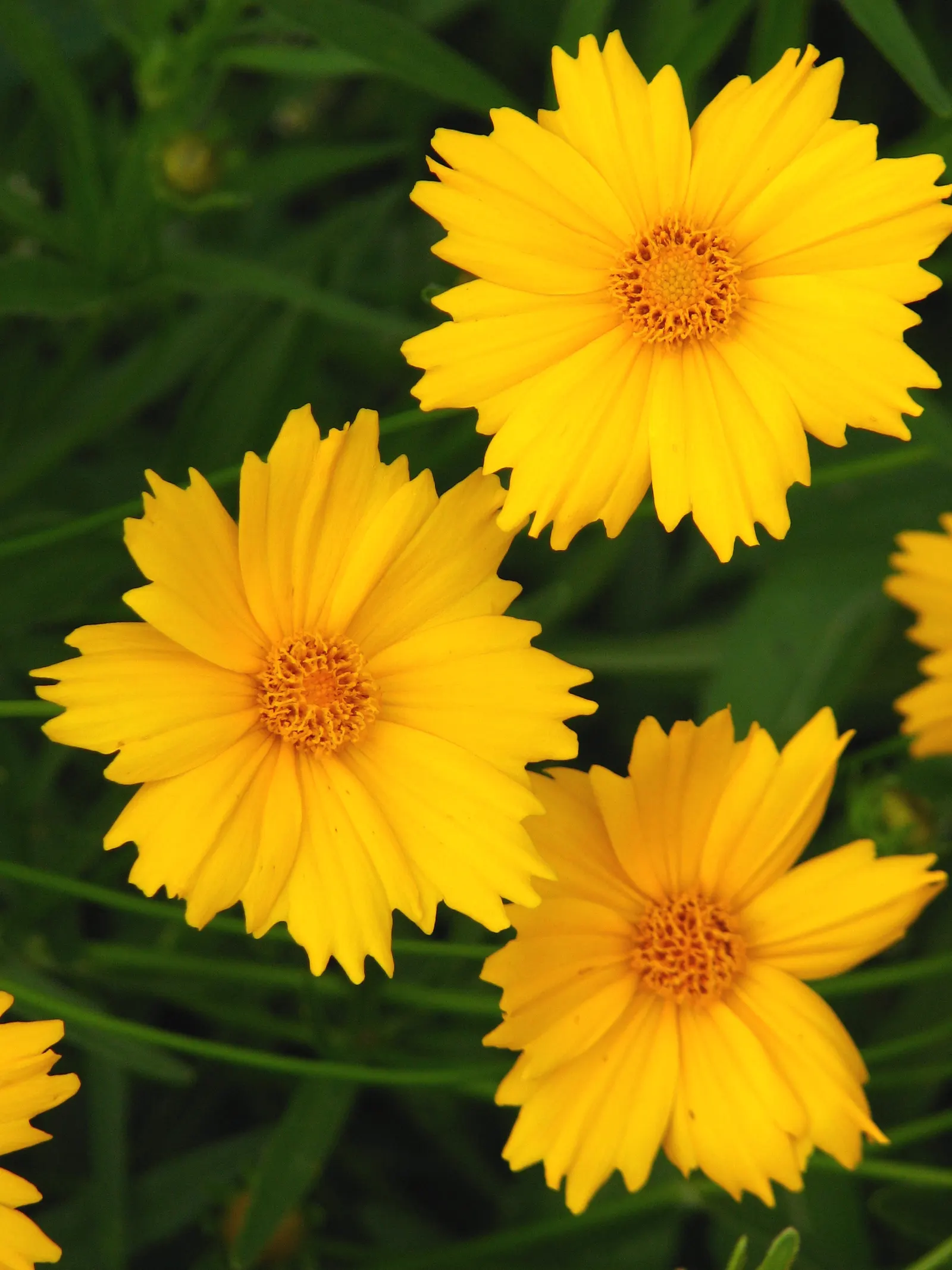 Sunburst Coreopsis (Coreopsis Grandiflora) — Its carefree nature and arresting blooms make it an ideal choice for mass plantings