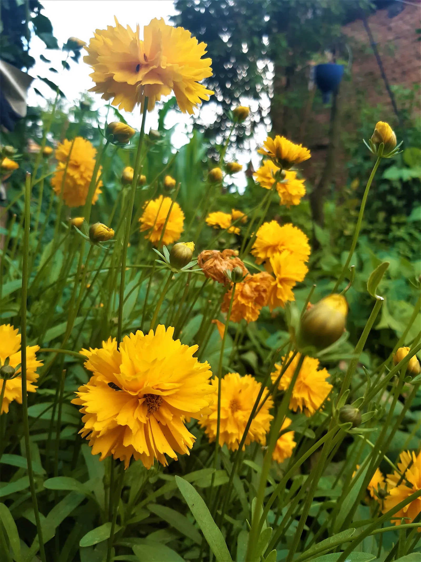 Sunburst Coreopsis (Coreopsis Grandiflora) — Its clumping growth habit is not only aesthetically pleasing but also facilitates easy division; which allows for