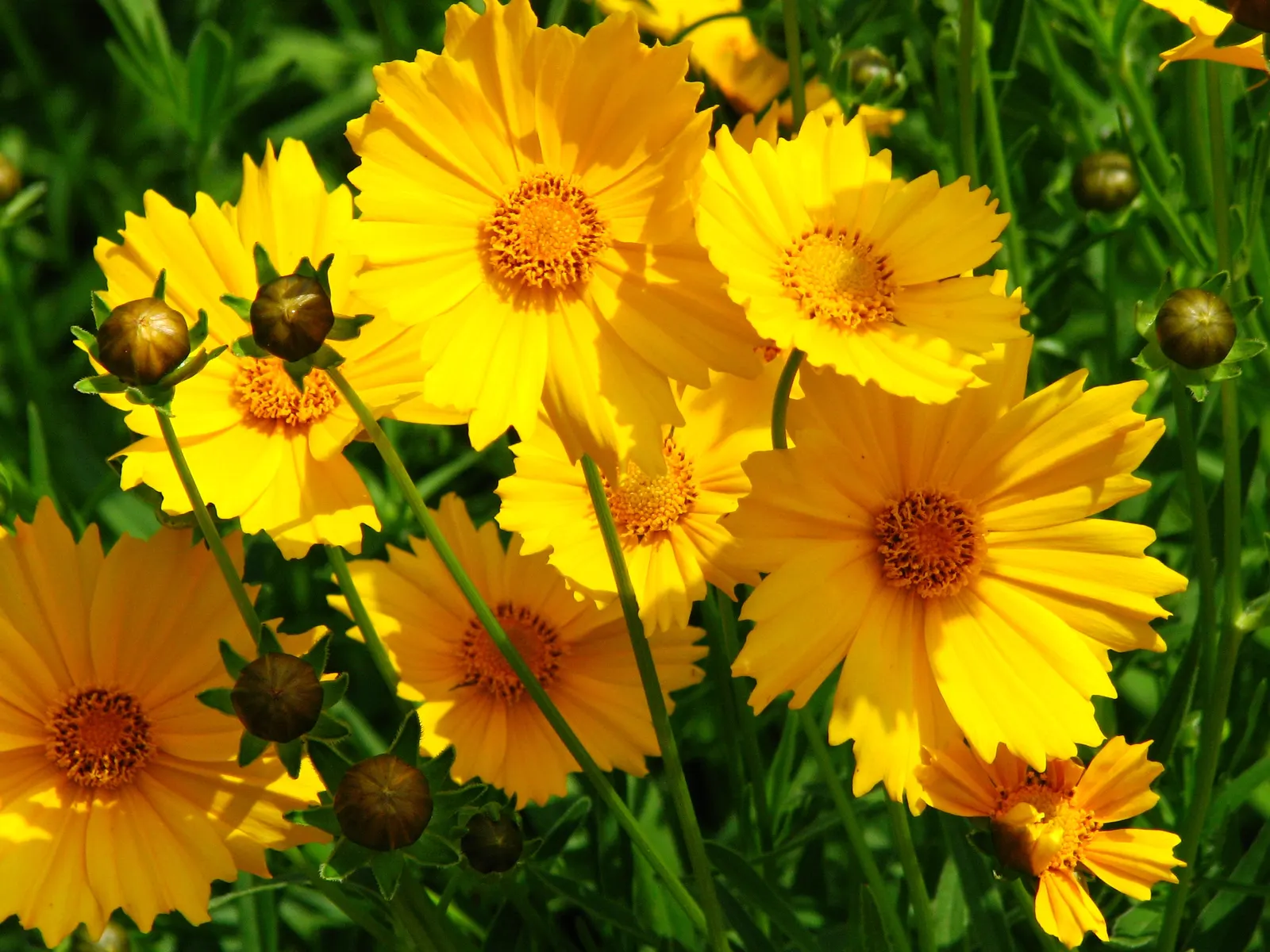 Sunburst Coreopsis (Coreopsis Grandiflora) — the Sunburst Coreopsis blooms profusely from late spring through summer