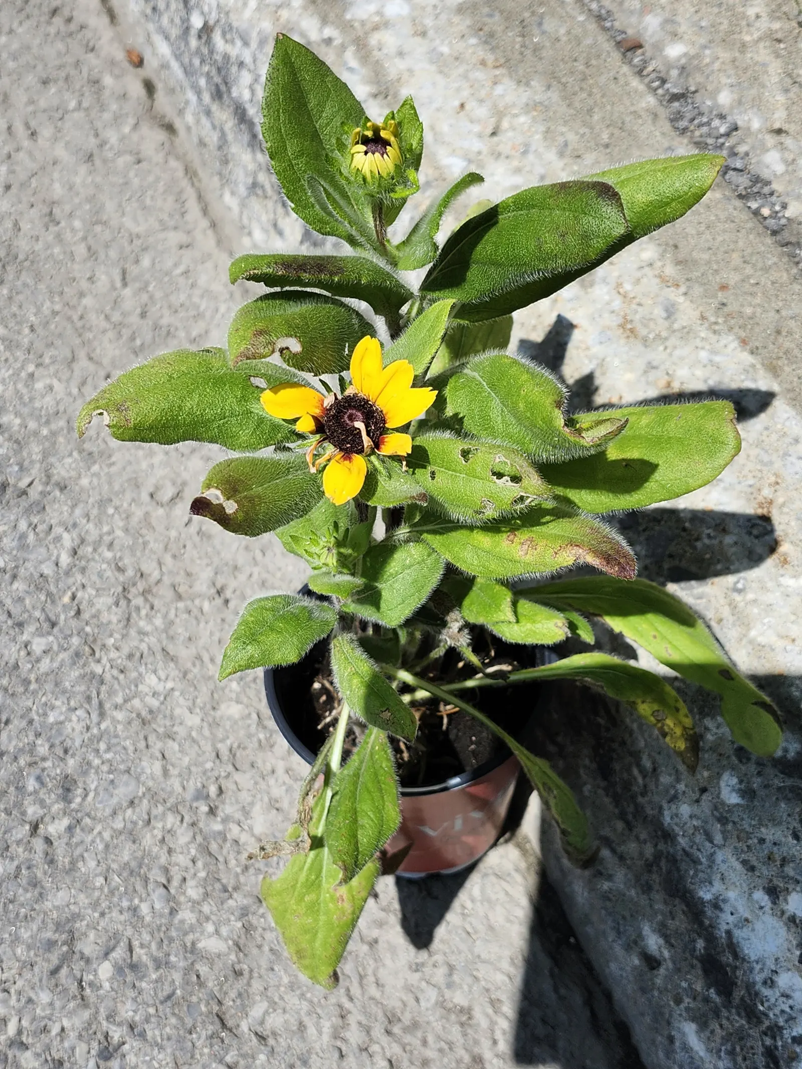 Sunburst Coreopsis (Coreopsis Grandiflora) — Preferring full sun, it's heat-tolerant and requires well-draining soil
