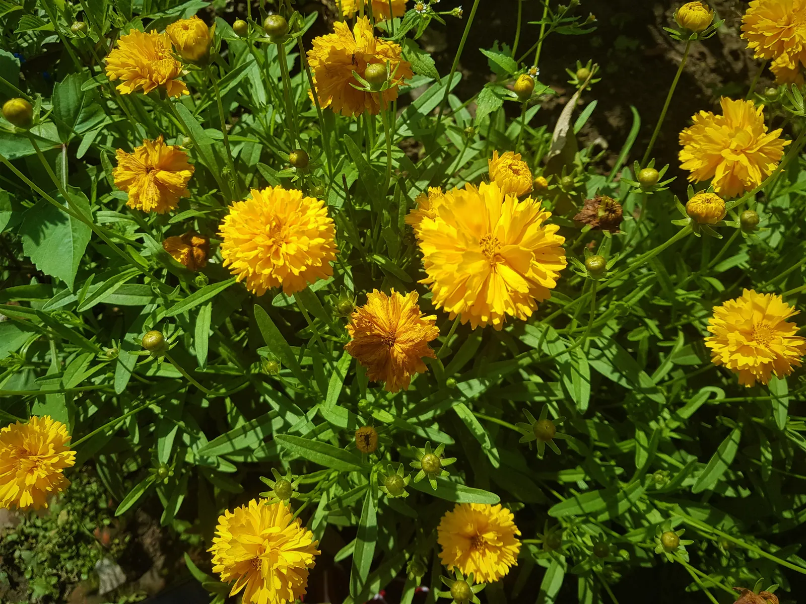 Sunburst Coreopsis (Coreopsis Grandiflora) — as it's known to attract butterflies and bees.<br><br>Providing a burst of color with minimal effort