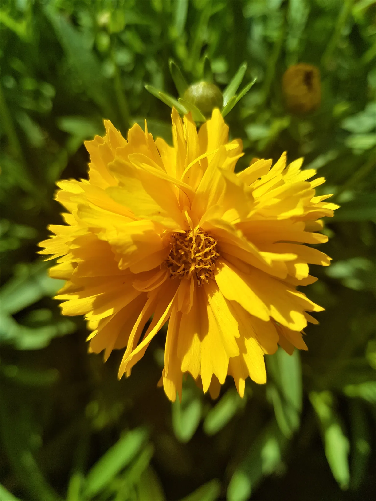 Sunburst Coreopsis (Coreopsis Grandiflora) — each with a golden yellow hue and a toothed petal form; it's perfect for borders and attracts pollinators