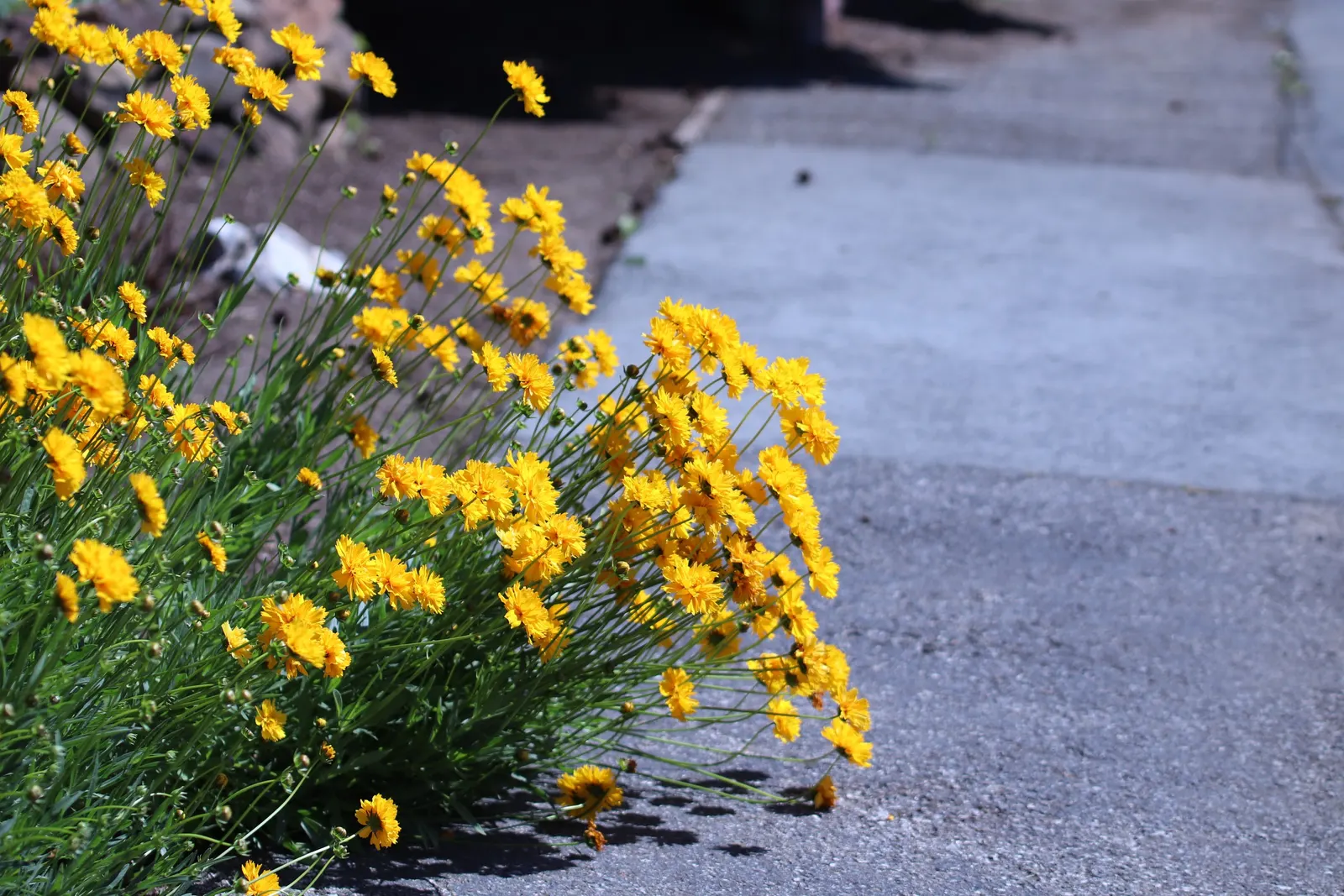 Sunburst Coreopsis (Coreopsis Grandiflora) — and playful display in a garden setting