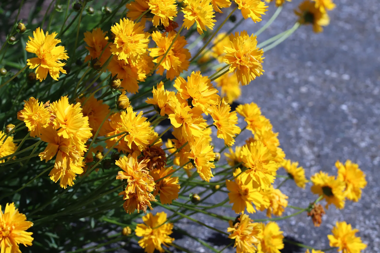 Sunburst Coreopsis (Coreopsis Grandiflora) — botanically known as Coreopsis grandiflora; is a North American native that flourishly thrives in USDA zones 4 to 9