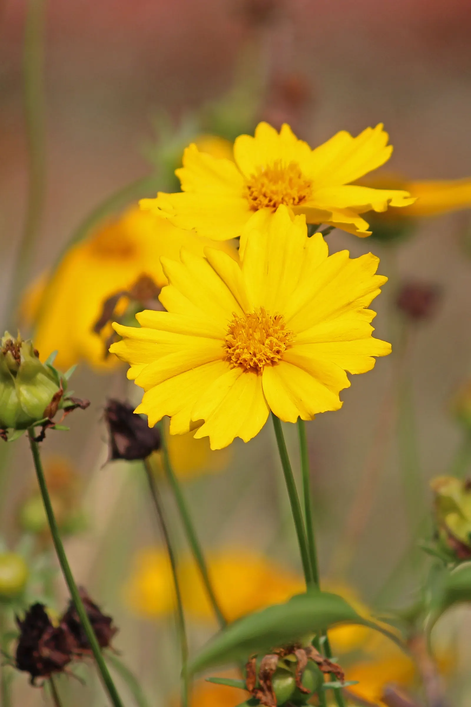Sunburst Coreopsis (Coreopsis Grandiflora) — Its carefree nature and arresting blooms make it an ideal choice for mass plantings; blooming from early summer to