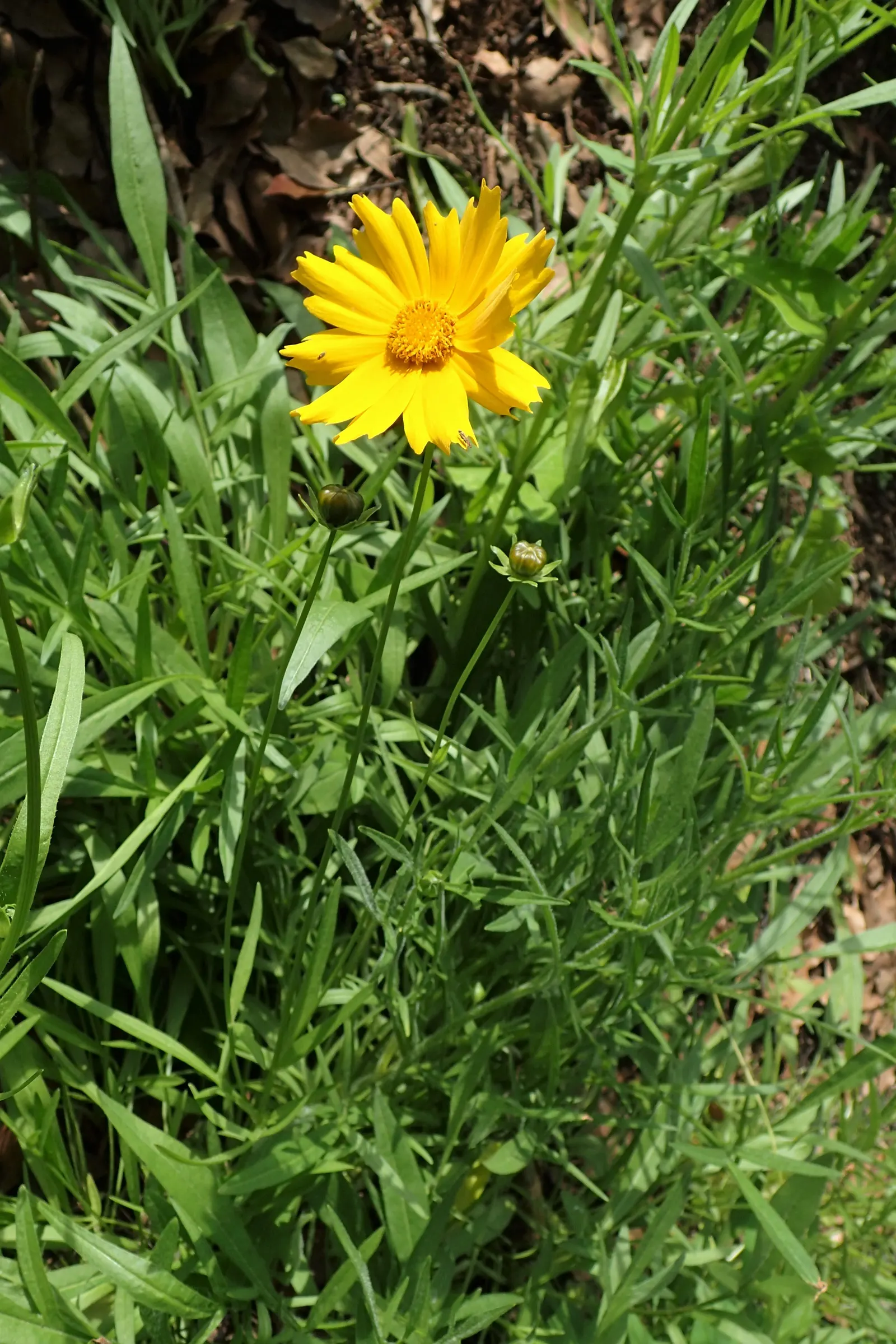 Sunburst Coreopsis (Coreopsis Grandiflora) — Sunburst Coreopsis (Coreopsis grandiflora) graces gardens with bright yellow; preferring full sun, it's