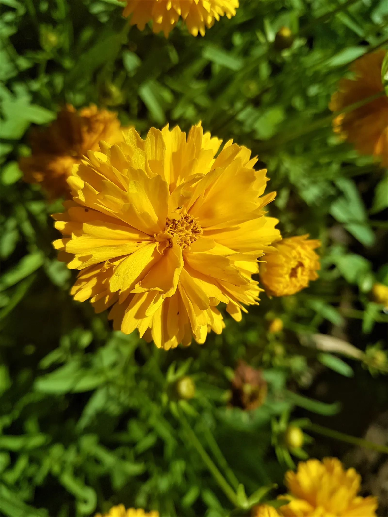 Sunburst Coreopsis (Coreopsis Grandiflora) — Preferring full sun, it's heat-tolerant and requires well-draining soil; ground cover / perennial for full
