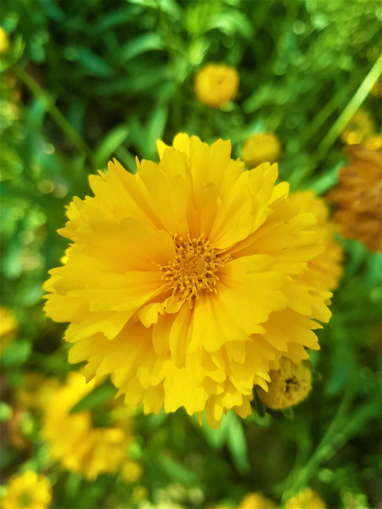 Sunburst Coreopsis (Coreopsis Grandiflora) — it's perfect for borders and attracts pollinators