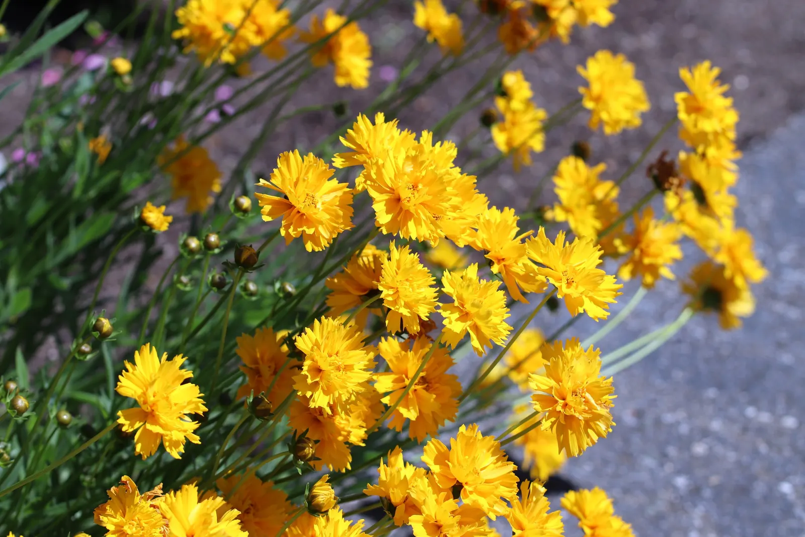 Sunburst Coreopsis (Coreopsis Grandiflora) — spanning up to 3 inches across