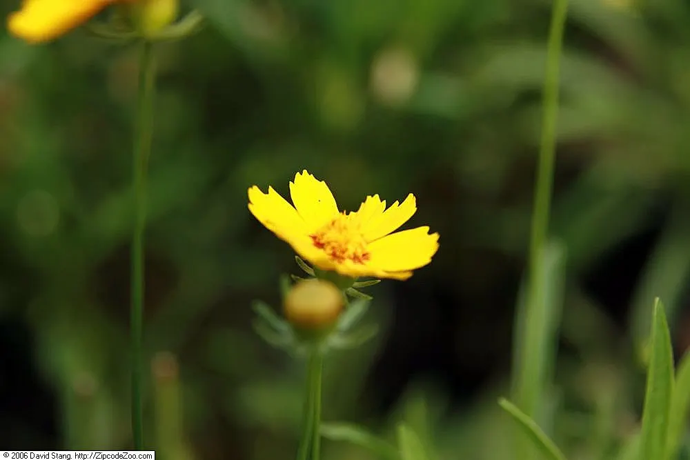 Sunburst Coreopsis (Coreopsis Grandiflora) — is a North American native that flourishly thrives in USDA zones 4 to 9; its clumping growth habit is not only