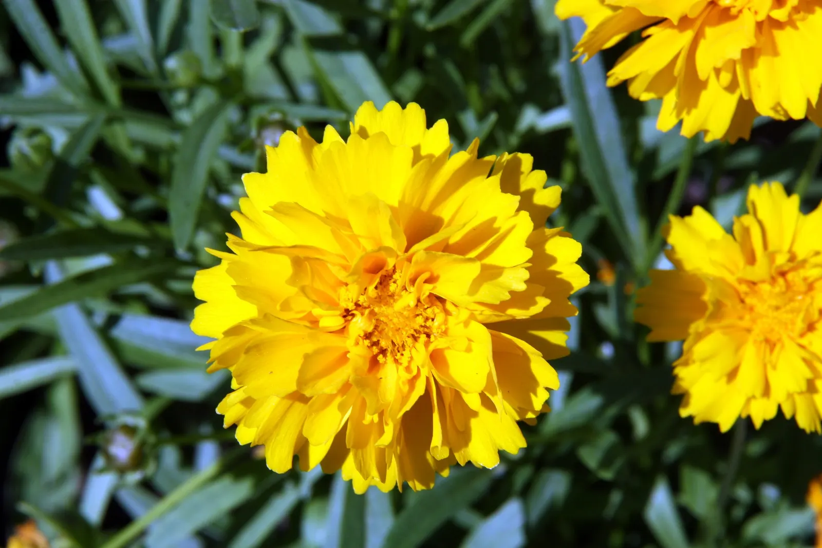 Sunburst Coreopsis (Coreopsis Grandiflora) — Deadheading promotes continuous flowering; this herbaceous perennial thrives in zones 4-9, reaching 18-24 inches