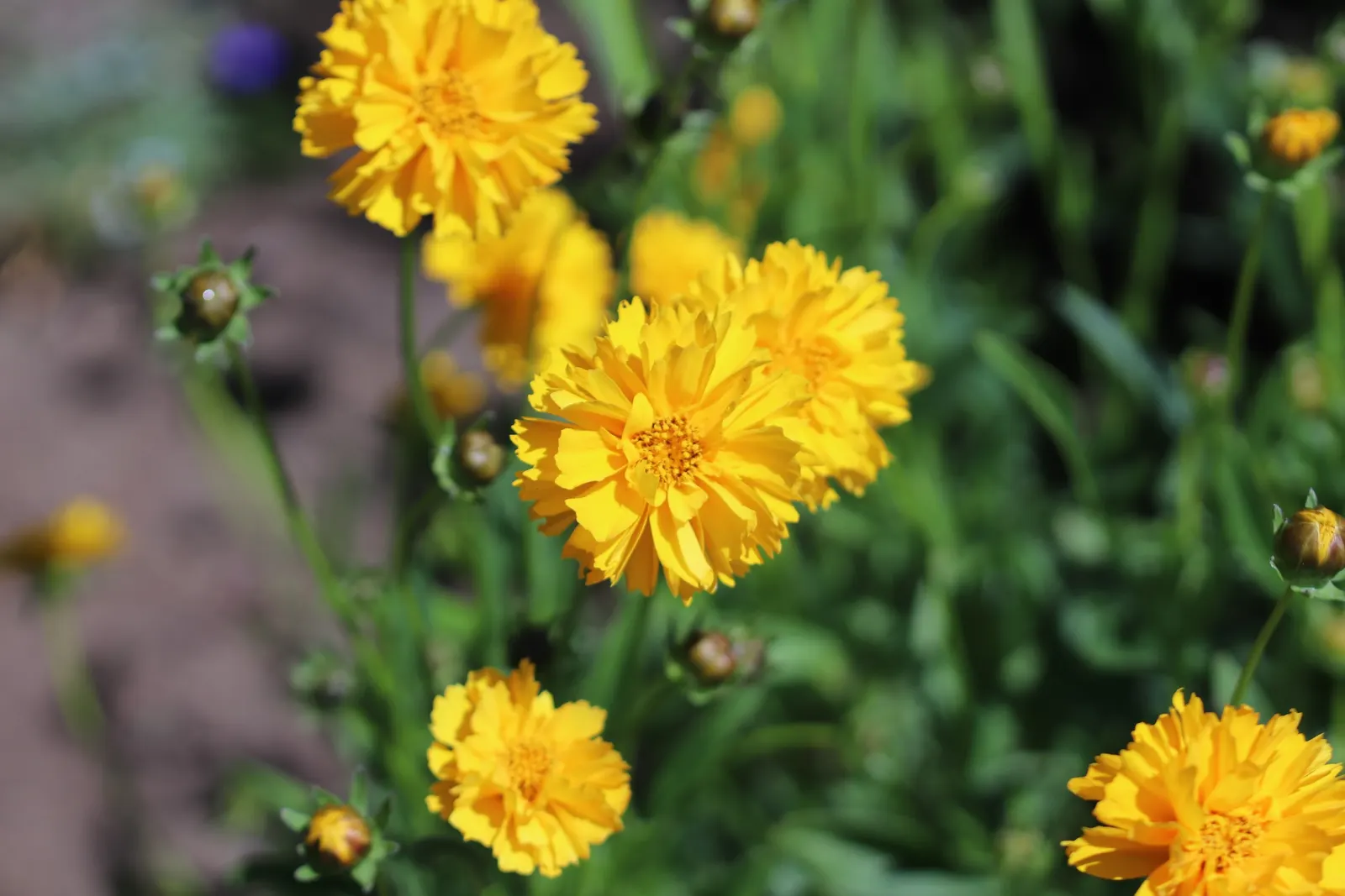Sunburst Coreopsis (Coreopsis Grandiflora) — ensuring a hardy adaptability to a range of climates.<br><br>Characterized by its daisy-like blossoms