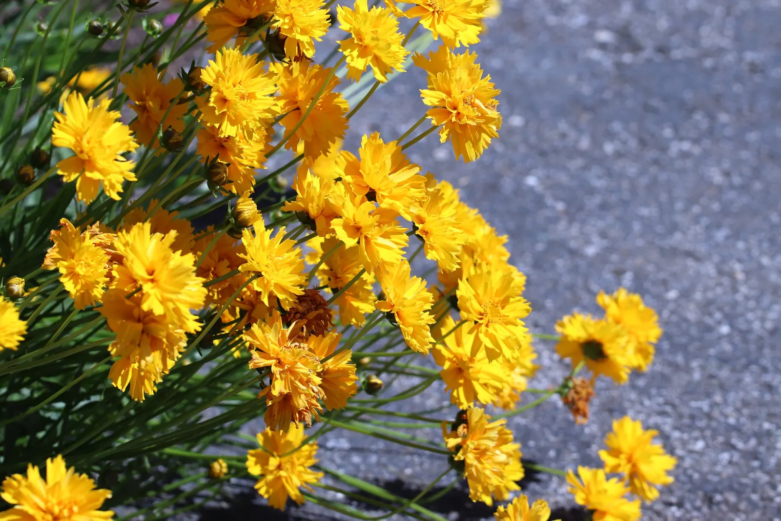 Sunburst Coreopsis (Coreopsis Grandiflora) — providing a long season of visual delight