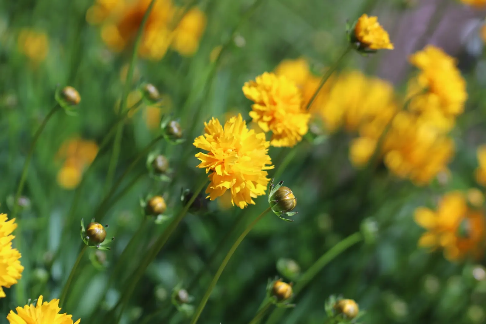 Sunburst Coreopsis (Coreopsis Grandiflora) — cutting it back in late summer can rejuvenate the plant and promote a fresh flush of blooms in the fall; gold