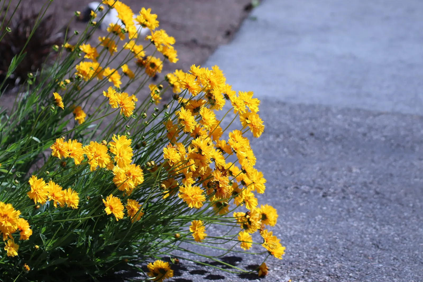 Sunburst Coreopsis (Coreopsis Grandiflora) — and pollinator-friendly landscapes