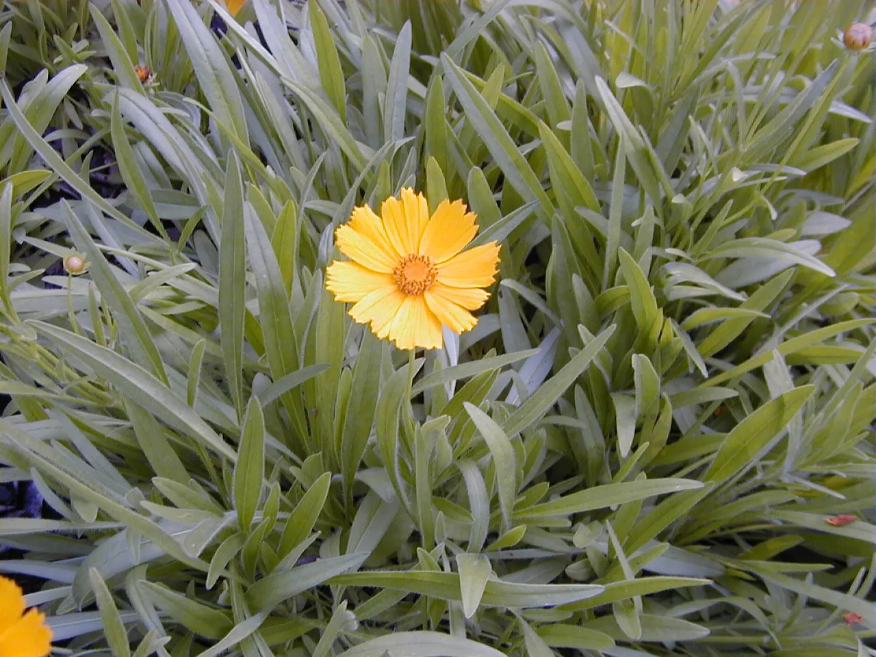 Sunburst Coreopsis (Coreopsis Grandiflora) — providing a long season of visual delight; and pollinator-friendly landscapes