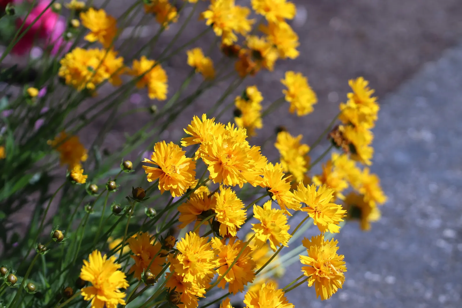 Sunburst Coreopsis (Coreopsis Grandiflora) — Blooming from early summer to fall