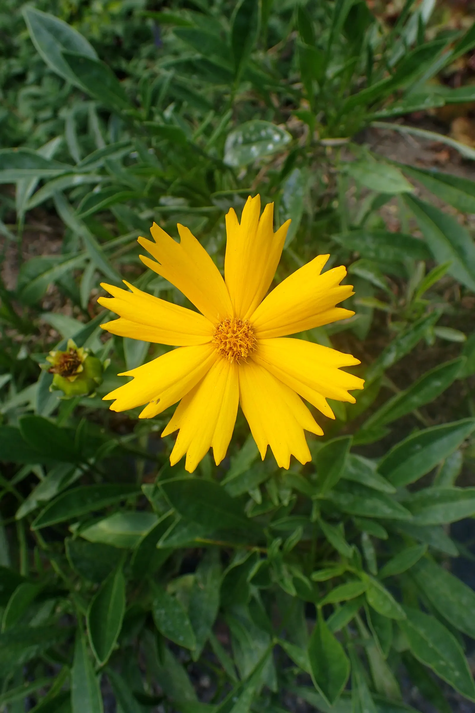 Sunburst Coreopsis (Coreopsis Grandiflora) — which allows for reduced watering maintenance