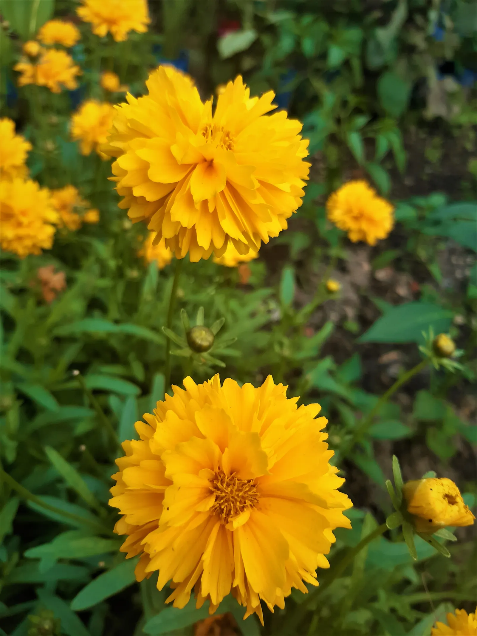 Sunburst Coreopsis (Coreopsis Grandiflora) — it's perfect for borders and attracts pollinators; providing a long season of visual delight