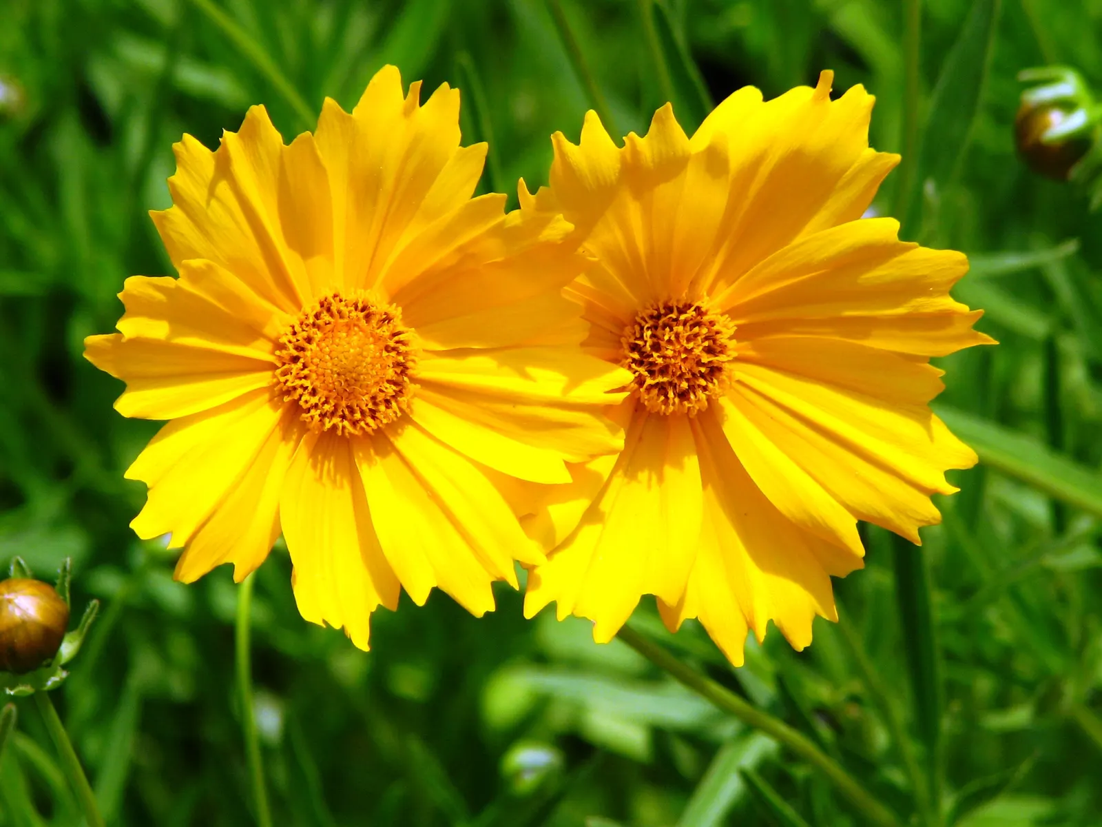 Sunburst Coreopsis (Coreopsis Grandiflora) — Its clumping growth habit is not only aesthetically pleasing but also facilitates easy division