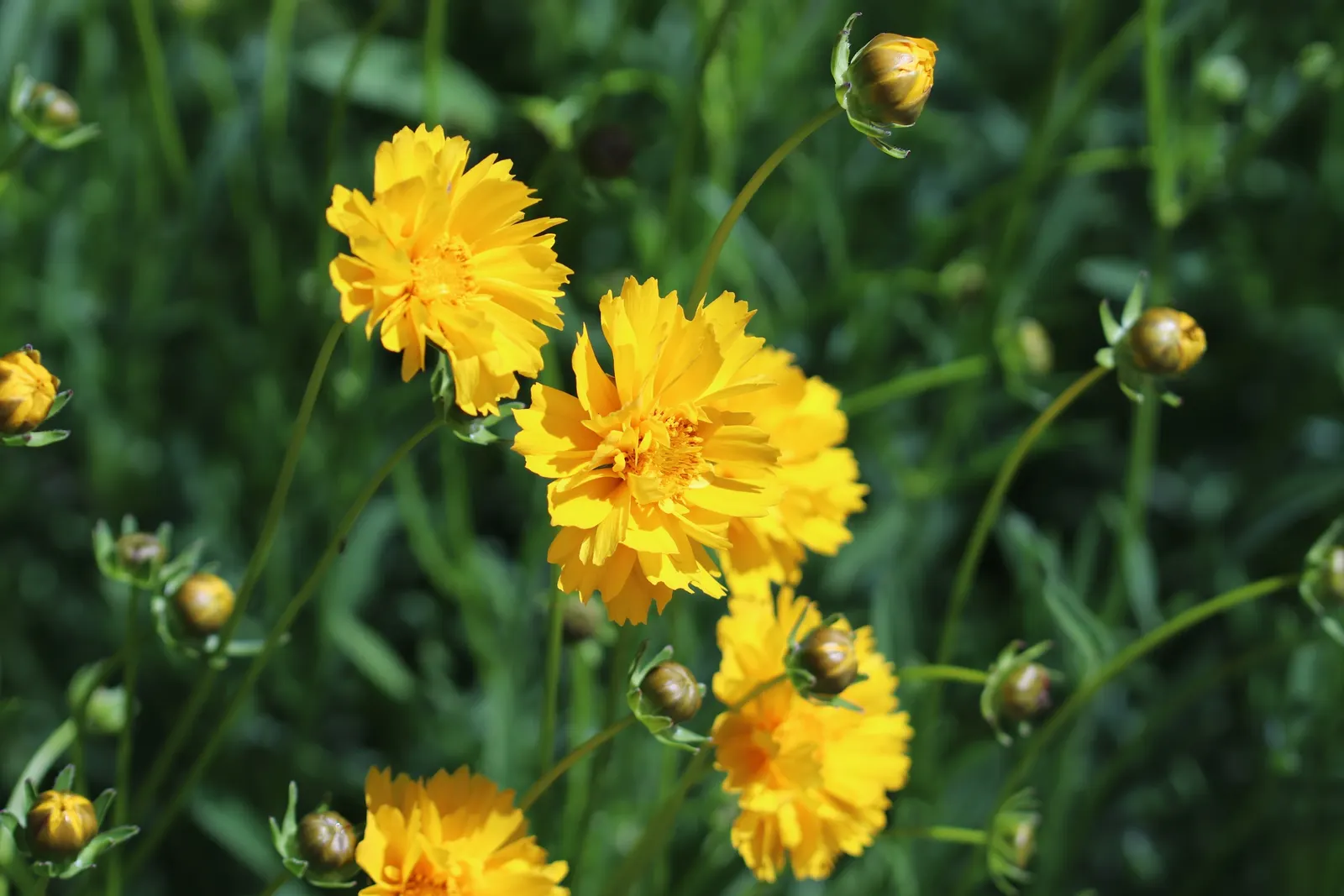 Sunburst Coreopsis (Coreopsis Grandiflora) — Deadheading promotes continuous flowering