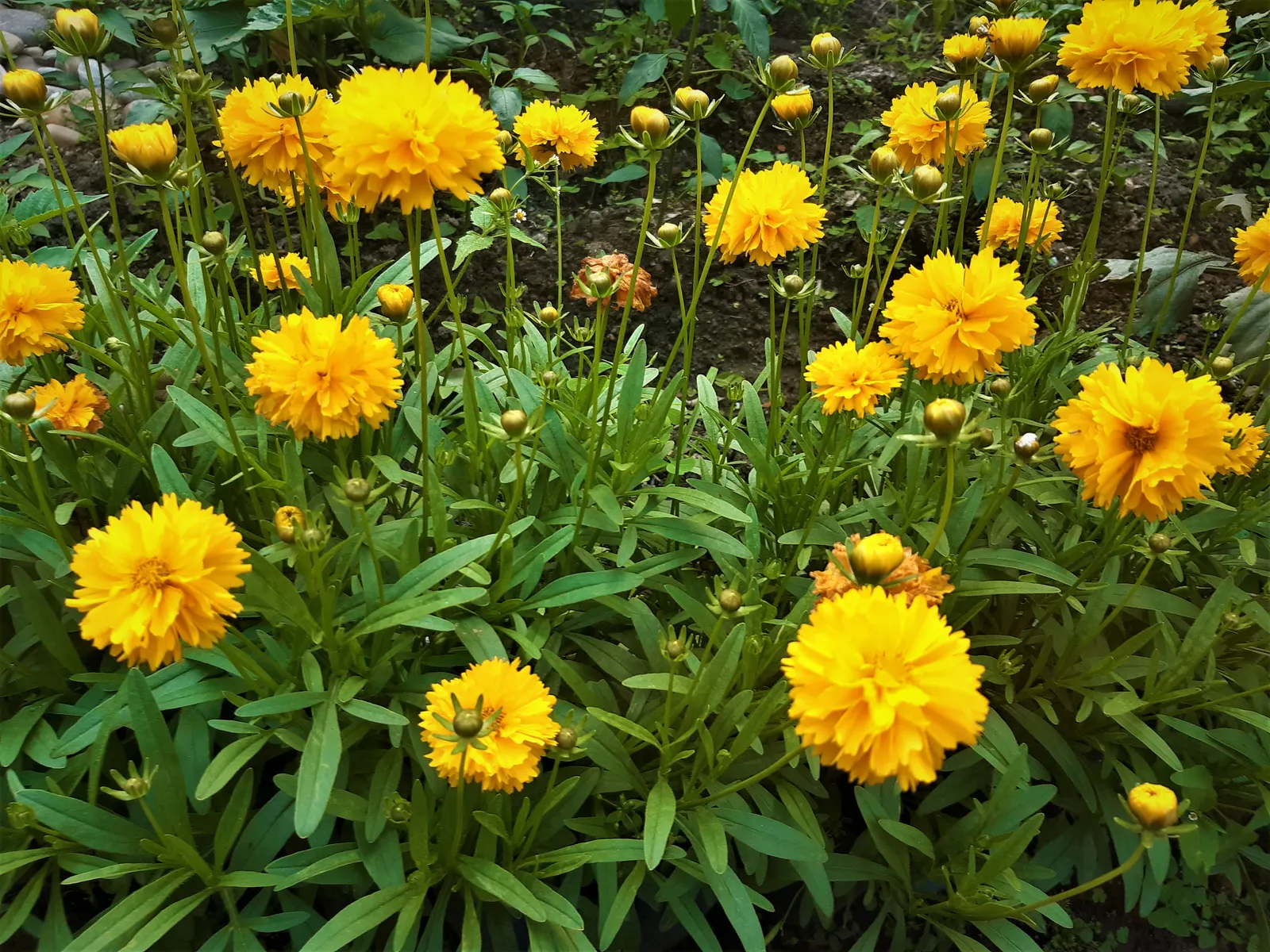 Sunburst Coreopsis (Coreopsis Grandiflora) — ensuring a hardy adaptability to a range of climates.<br><br>Characterized by its daisy-like blossoms; ground