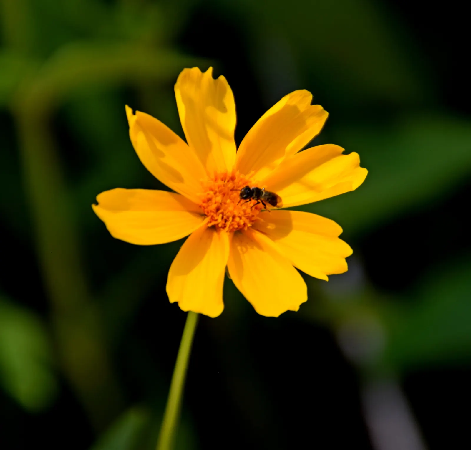 Sunburst Coreopsis (Coreopsis Grandiflora) — Sunburst Coreopsis (Coreopsis grandiflora) graces gardens with bright yellow