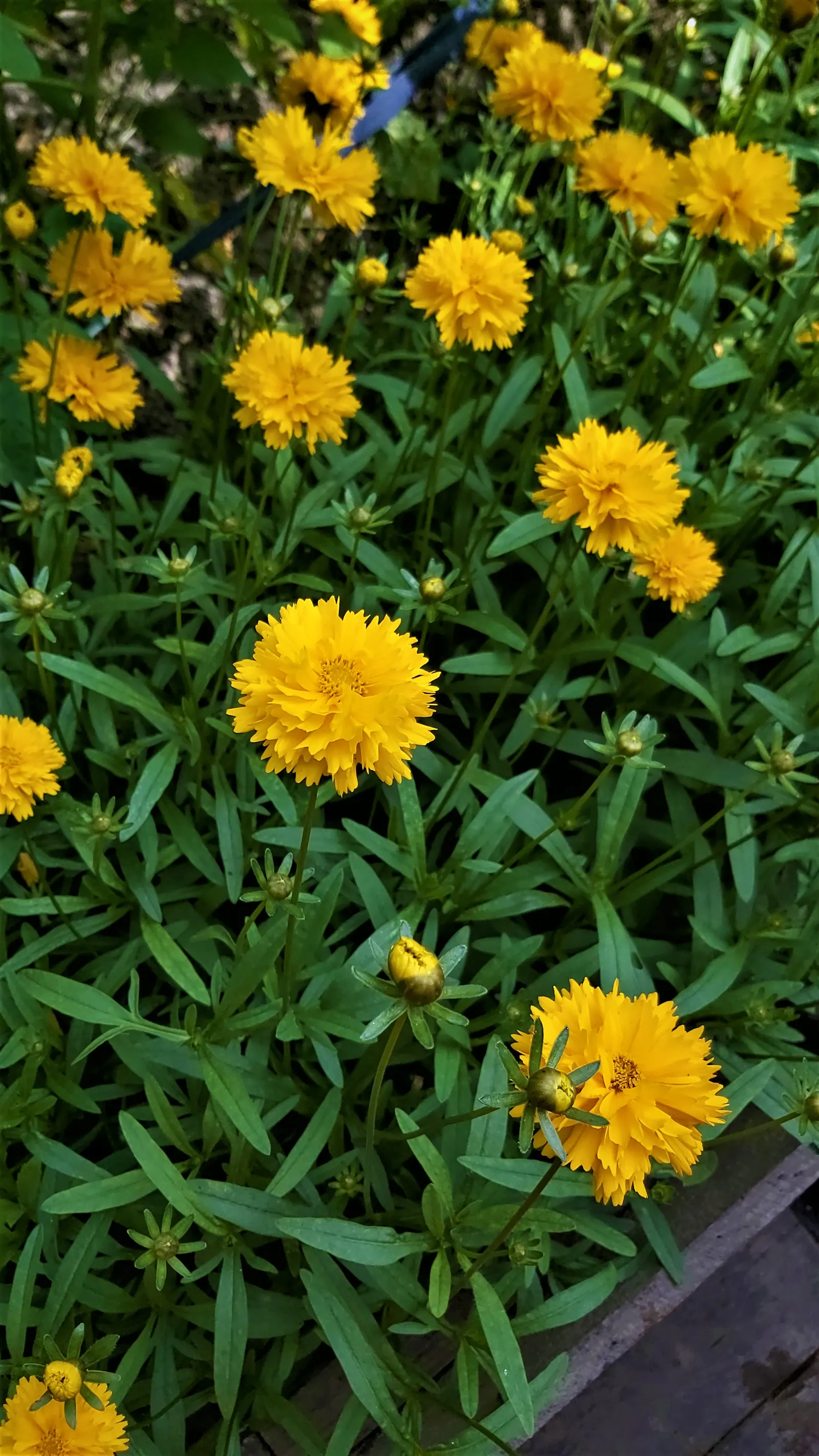 Sunburst Coreopsis (Coreopsis Grandiflora) — each with a golden yellow hue and a toothed petal form