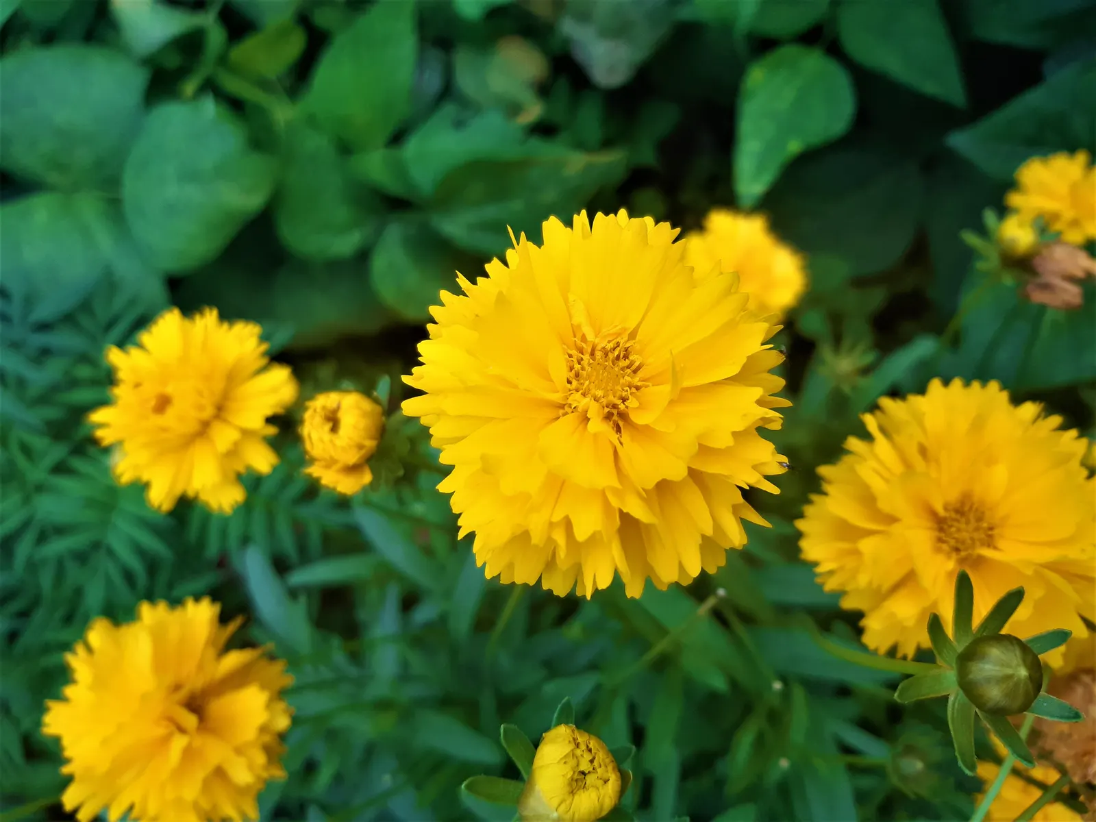 Sunburst Coreopsis (Coreopsis Grandiflora) — The plant typically reaches a modest height of about 18 to 24 inches with a similar spread