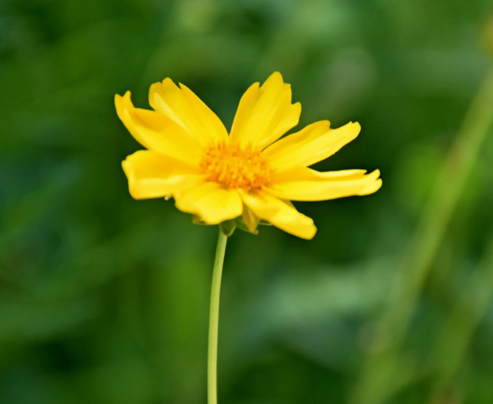 Sunburst Coreopsis (Coreopsis Grandiflora) — spanning up to 3 inches across; ensuring a hardy adaptability to a range of climates.<br><br>Characterized by its