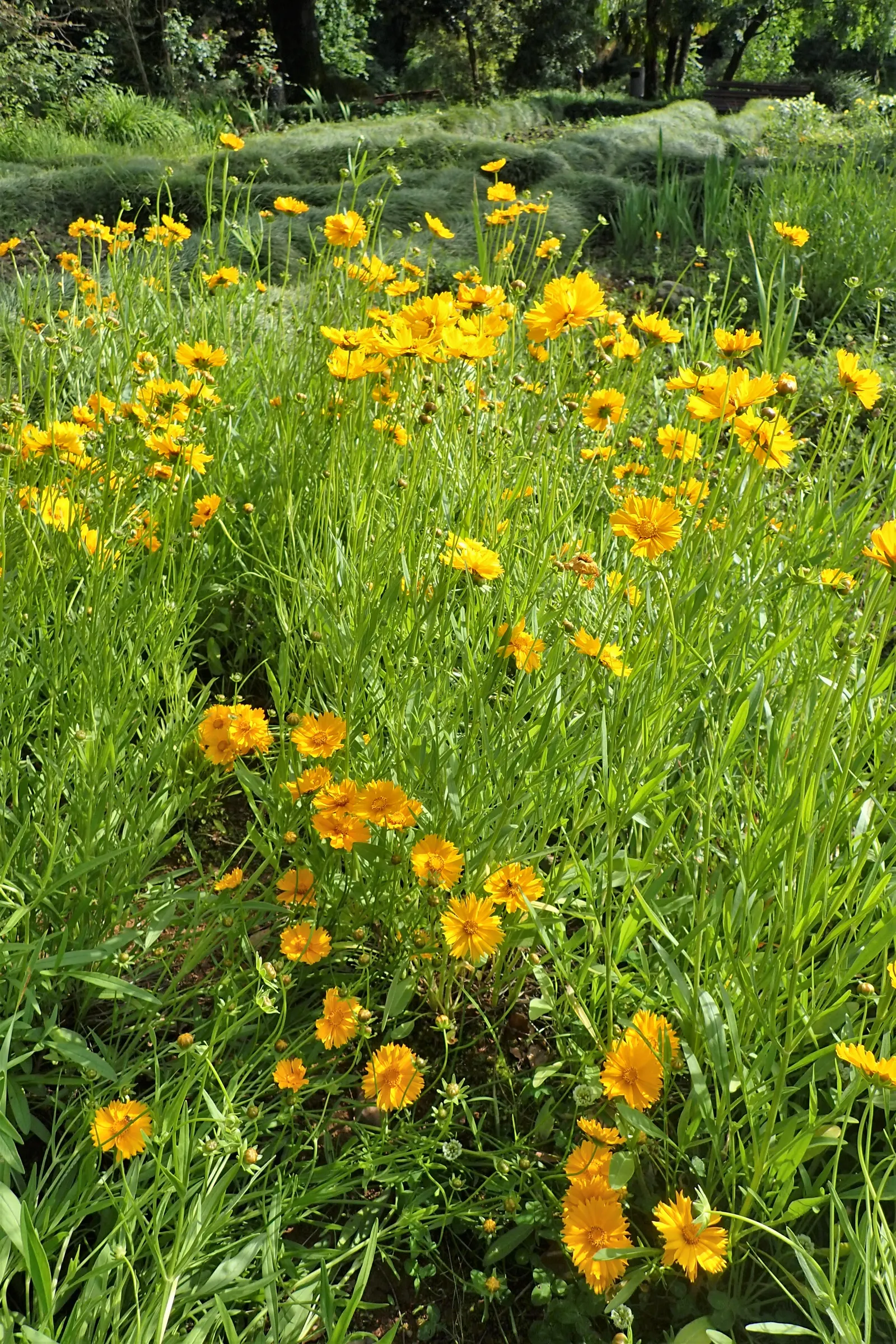 Sunburst Coreopsis (Coreopsis Grandiflora) — ground cover / perennial for full