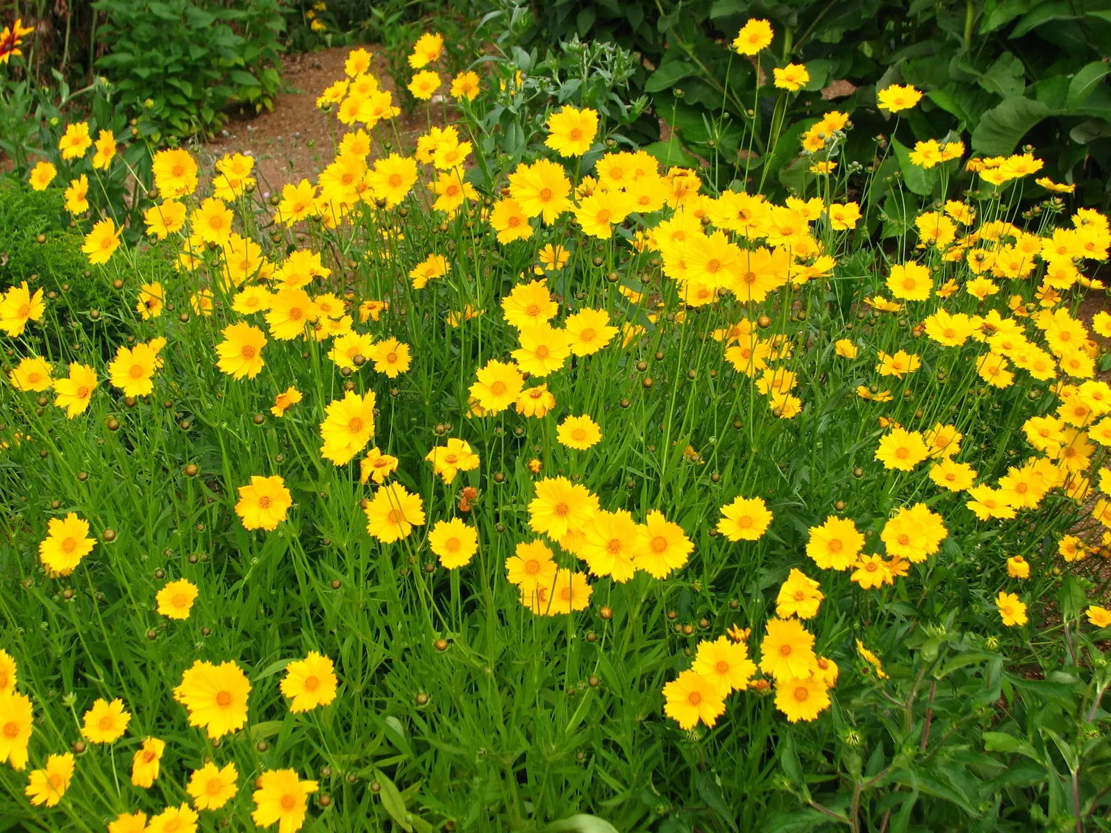 Sunburst Coreopsis (Coreopsis Grandiflora) — botanically known as Coreopsis grandiflora