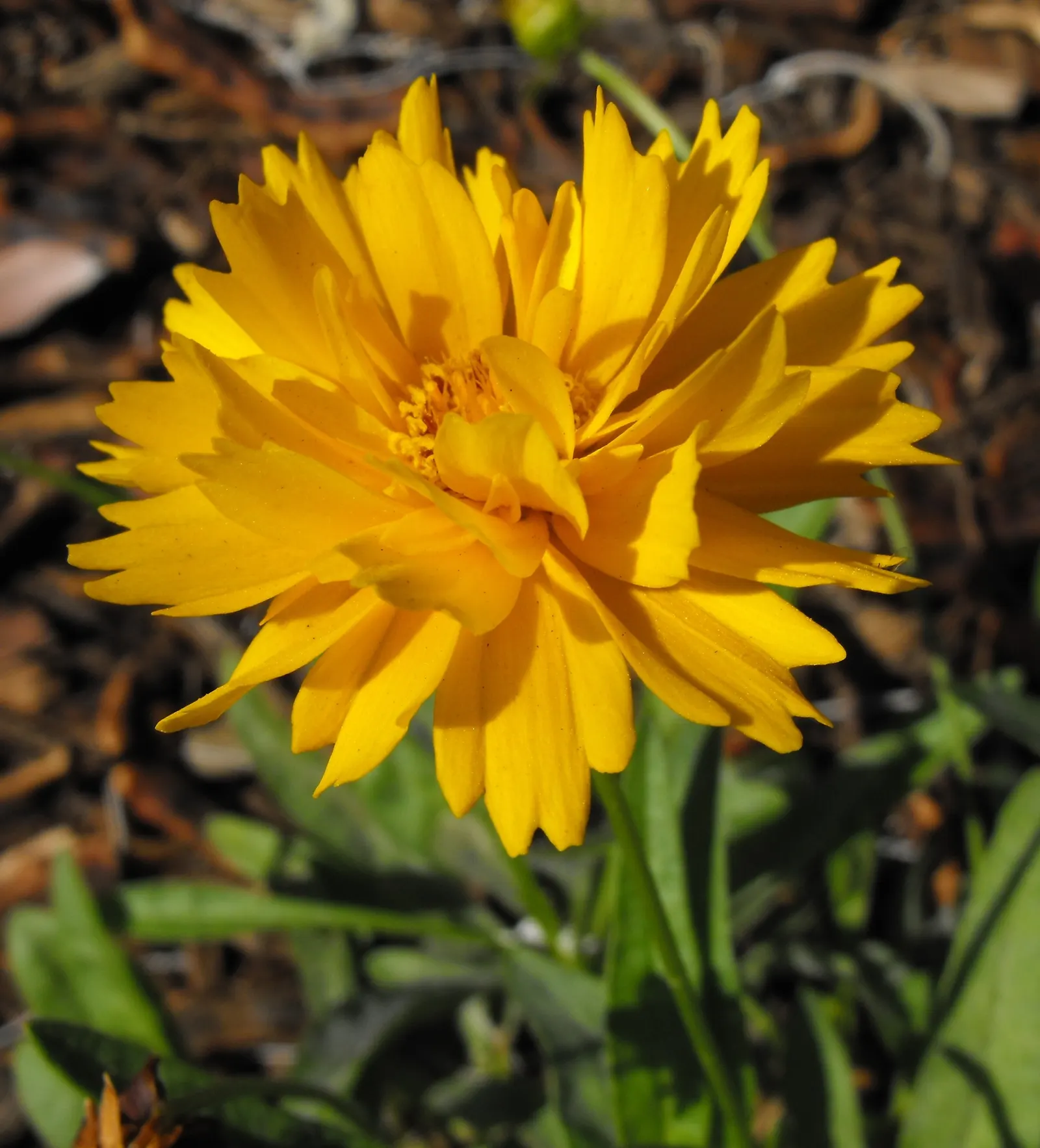 Sunburst Coreopsis (Coreopsis Grandiflora) — gold flowers in the garden