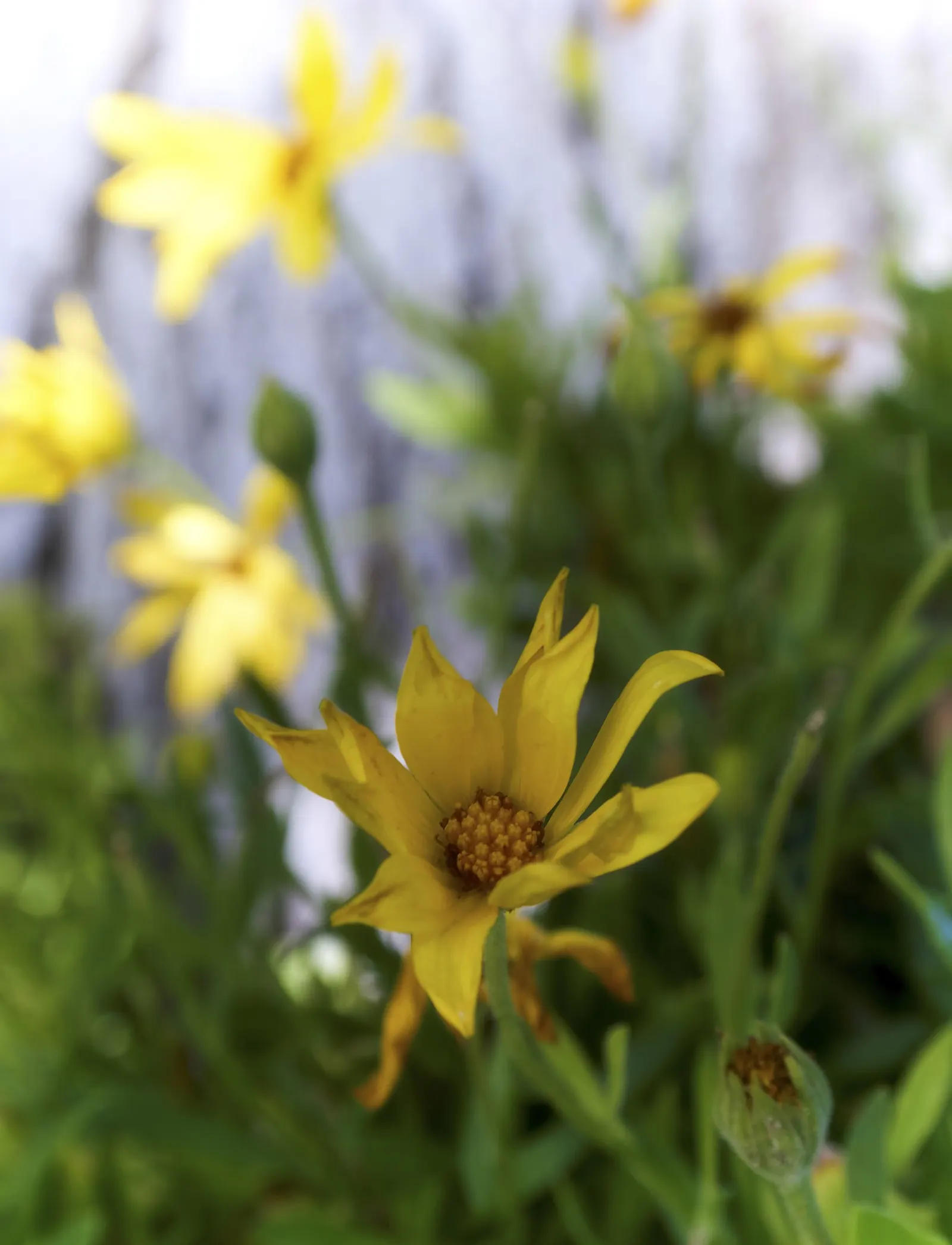 Sunburst Coreopsis (Coreopsis Grandiflora) — This herbaceous perennial thrives in zones 4-9, reaching 18-24 inches in height and spreading 12-18 inches